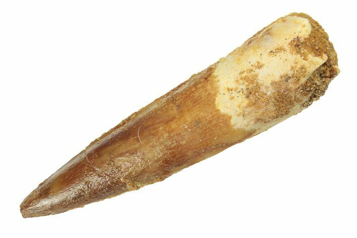 Fossil Spinosaurus Tooth - Real Dinosaur Tooth #268305